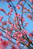 Filename=20060311-012.JPG
Filesize=362KiB
Dimensions=1000x1504
Date added=Mar 12, 2006 20060311-012.JPG
