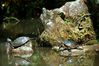 Filename=20060311-046.JPG
Filesize=411KiB
Dimensions=1504x1000
Date added=Mar 12, 2006 20060311-046.JPG