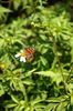 Filename=2006-08-07_11-41-25_resize.JPG
Filesize=151KiB
Dimensions=598x902
Date added=Aug 10, 2006 2006-08-07_11-41-25_resize.JPG
