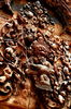 Filename=20061008-045.JPG
Filesize=480KiB
Dimensions=748x1128
Date added=Oct 24, 2006 20061008-045.JPG