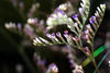 Filename=20070819_213003.JPG
Filesize=1130KiB
Dimensions=2896x1944
Date added=Aug 19, 2007 20070819_213003.JPG