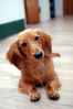 Filename=20070119_155137.JPG
Filesize=498KiB
Dimensions=1296x1936
Date added=Jan 23, 2007 20070119_155137.JPG