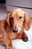 Filename=20070119_162029.JPG
Filesize=534KiB
Dimensions=1296x1936
Date added=Jan 23, 2007 20070119_162029.JPG