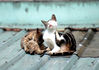 Filename=DSC_3470.JPG
Filesize=577KiB
Dimensions=1848x1308
Date added=Jan 28, 2007 DSC_3470.JPG