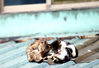 Filename=DSC_3471.JPG
Filesize=557KiB
Dimensions=1875x1287
Date added=Jan 28, 2007 DSC_3471.JPG