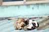 Filename=DSC_3472.JPG
Filesize=464KiB
Dimensions=1884x1236
Date added=Jan 28, 2007 DSC_3472.JPG
