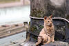 Filename=DSC_3474.JPG
Filesize=1236KiB
Dimensions=2896x1944
Date added=Jan 28, 2007 DSC_3474.JPG