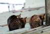 Filename=DSC_3476.JPG
Filesize=1080KiB
Dimensions=2896x1944
Date added=Jan 28, 2007 DSC_3476.JPG