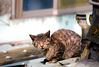 Filename=DSC_3494.JPG
Filesize=966KiB
Dimensions=2436x1647
Date added=Jan 28, 2007 DSC_3494.JPG