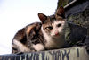 Filename=DSC_3500.JPG
Filesize=1245KiB
Dimensions=2896x1944
Date added=Jan 28, 2007 DSC_3500.JPG