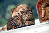 Filename=DSC_3502.JPG
Filesize=1462KiB
Dimensions=2896x1944
Date added=Jan 28, 2007 DSC_3502.JPG
