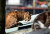 Filename=DSC_3509.JPG
Filesize=1088KiB
Dimensions=2896x1944
Date added=Jan 28, 2007 DSC_3509.JPG