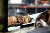 Filename=DSC_3511.JPG
Filesize=1079KiB
Dimensions=2896x1944
Date added=Jan 28, 2007 DSC_3511.JPG