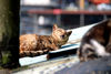 Filename=DSC_3513.JPG
Filesize=1107KiB
Dimensions=2896x1944
Date added=Jan 28, 2007 DSC_3513.JPG