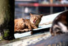 Filename=DSC_3515.JPG
Filesize=1111KiB
Dimensions=2896x1944
Date added=Jan 28, 2007 DSC_3515.JPG