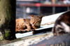 Filename=DSC_3516.JPG
Filesize=1123KiB
Dimensions=2896x1944
Date added=Jan 28, 2007 DSC_3516.JPG