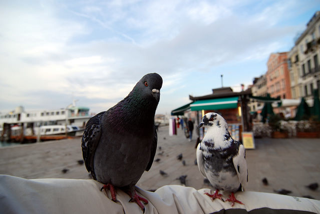 威尼斯之鴿子要吃早餐