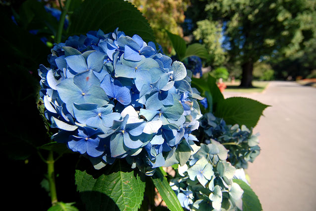 藍色花球（植物園）