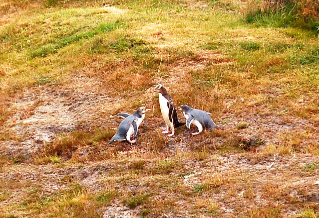 企鵝家庭，好像在吵架