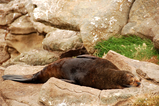 海獅在岩石上睡覺