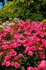 Filename=20070219_151000.JPG
Filesize=1459KiB
Dimensions=1496x2256
Date added=Mar 07, 2007 20070219_151000.JPG