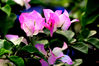 Filename=20090418_173743.JPG
Filesize=690KiB
Dimensions=2144x1424
Date added=Apr 20, 2009 20090418_173743.JPG
