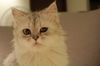 Filename=DSC_0886.JPG
Filesize=1344KiB
Dimensions=2256x1496
Date added=Feb 21, 2006 DSC_0886.JPG