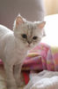 Filename=DSC_4471.JPG
Filesize=751KiB
Dimensions=1496x2256
Date added=Feb 21, 2006 DSC_4471.JPG