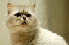 Filename=DSC_7139.JPG
Filesize=773KiB
Dimensions=2256x1496
Date added=Feb 21, 2006 DSC_7139.JPG