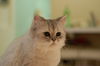 Filename=DSC_7578.JPG
Filesize=1246KiB
Dimensions=2256x1496
Date added=Feb 21, 2006 DSC_7578.JPG