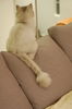 Filename=DSC_7590.JPG
Filesize=366KiB
Dimensions=1496x2256
Date added=Feb 21, 2006 DSC_7590.JPG