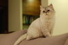 Filename=DSC_7611.JPG
Filesize=1378KiB
Dimensions=2256x1496
Date added=Feb 21, 2006 DSC_7611.JPG