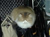 Filename=DSCN8288.JPG
Filesize=722KiB
Dimensions=1600x1200
Date added=Feb 21, 2006 DSCN8288.JPG