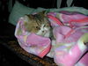 Filename=DSCN8614.JPG
Filesize=716KiB
Dimensions=1600x1200
Date added=Feb 21, 2006 DSCN8614.JPG