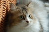 Filename=DSC_1317.JPG
Filesize=1341KiB
Dimensions=2256x1496
Date added=Feb 21, 2006 DSC_1317.JPG