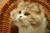 Filename=DSC_8049.JPG
Filesize=1722KiB
Dimensions=2256x1496
Date added=Feb 21, 2006 DSC_8049.JPG