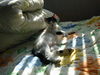 Filename=DSCN8602.JPG
Filesize=866KiB
Dimensions=1600x1200
Date added=Feb 21, 2006 DSCN8602.JPG