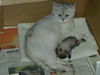 Filename=HeiChiao04.JPG
Filesize=976KiB
Dimensions=1600x1200
Date added=Feb 21, 2006 HeiChiao04.JPG