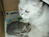 Filename=HeiChiao05.jpg
Filesize=788KiB
Dimensions=1600x1200
Date added=Feb 21, 2006 HeiChiao05.jpg