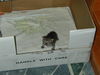 Filename=HeiChiao06.JPG
Filesize=833KiB
Dimensions=1600x1200
Date added=Feb 21, 2006 HeiChiao06.JPG