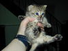 Filename=HeiChiao07.JPG
Filesize=637KiB
Dimensions=1600x1200
Date added=Feb 21, 2006 HeiChiao07.JPG