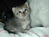Filename=HeiChiao08.JPG
Filesize=825KiB
Dimensions=1600x1200
Date added=Feb 21, 2006 HeiChiao08.JPG