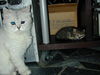 Filename=HeiChiao11.JPG
Filesize=800KiB
Dimensions=1600x1200
Date added=Feb 21, 2006 HeiChiao11.JPG