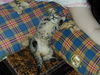 Filename=HeiChiao14.JPG
Filesize=652KiB
Dimensions=1600x1200
Date added=Feb 21, 2006 HeiChiao14.JPG