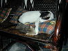 Filename=HeiChiao15.JPG
Filesize=579KiB
Dimensions=1600x1200
Date added=Feb 21, 2006 HeiChiao15.JPG