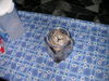 Filename=HeiChiao18.JPG
Filesize=405KiB
Dimensions=1600x1200
Date added=Feb 21, 2006 HeiChiao18.JPG