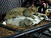 Filename=HeiChiao20.JPG
Filesize=571KiB
Dimensions=1600x1200
Date added=Feb 21, 2006 HeiChiao20.JPG
