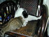 Filename=HeiChiao21.JPG
Filesize=644KiB
Dimensions=1600x1200
Date added=Feb 21, 2006 HeiChiao21.JPG
