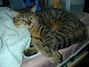 Filename=HeiChiao22.JPG
Filesize=610KiB
Dimensions=1600x1200
Date added=Feb 21, 2006 HeiChiao22.JPG