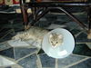 Filename=HeiChiao23.JPG
Filesize=642KiB
Dimensions=1600x1200
Date added=Feb 21, 2006 HeiChiao23.JPG